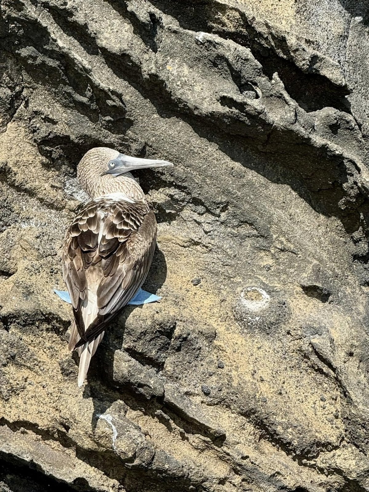 Close encounter with a blue-footed booby resting on a cliffside ledge