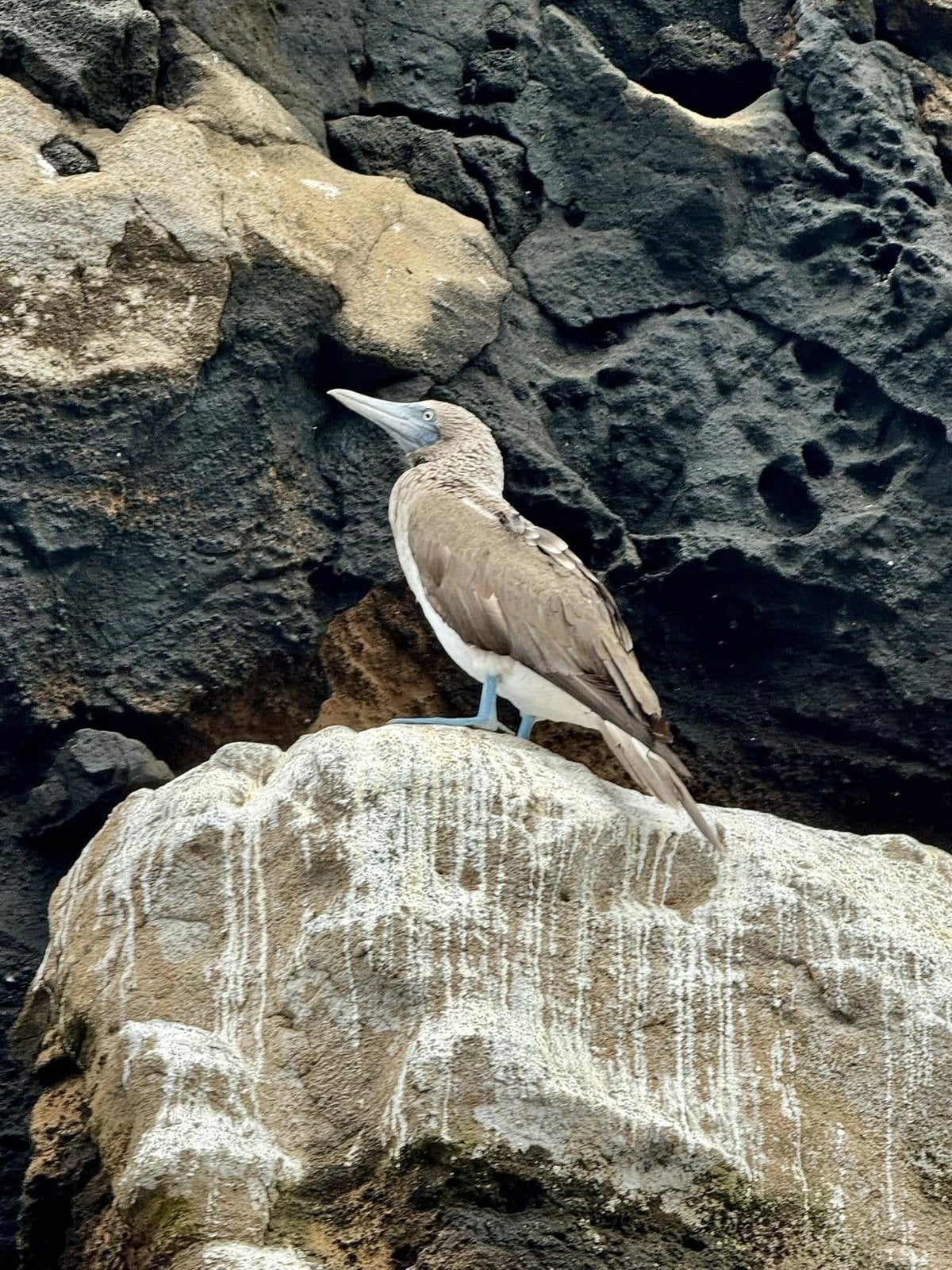 Blue-footed booby nesting high on the volcanic rock ledges at Punta Vicente Roca