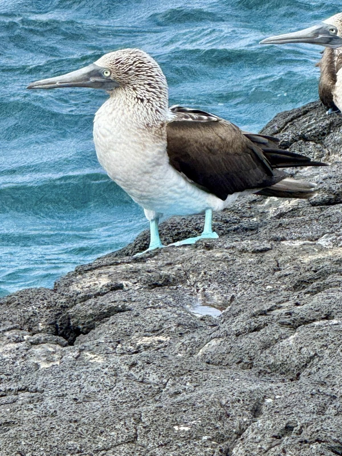 Blue-footed booby perched on black volcanic rock displaying bright turquoise webbed feet