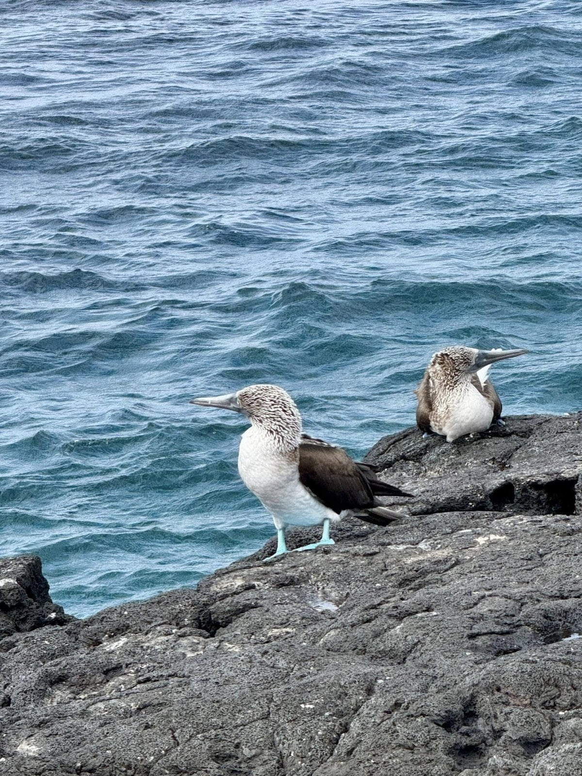Blue-footed boobies perched on dark volcanic rocks along the Galapagos shoreline
