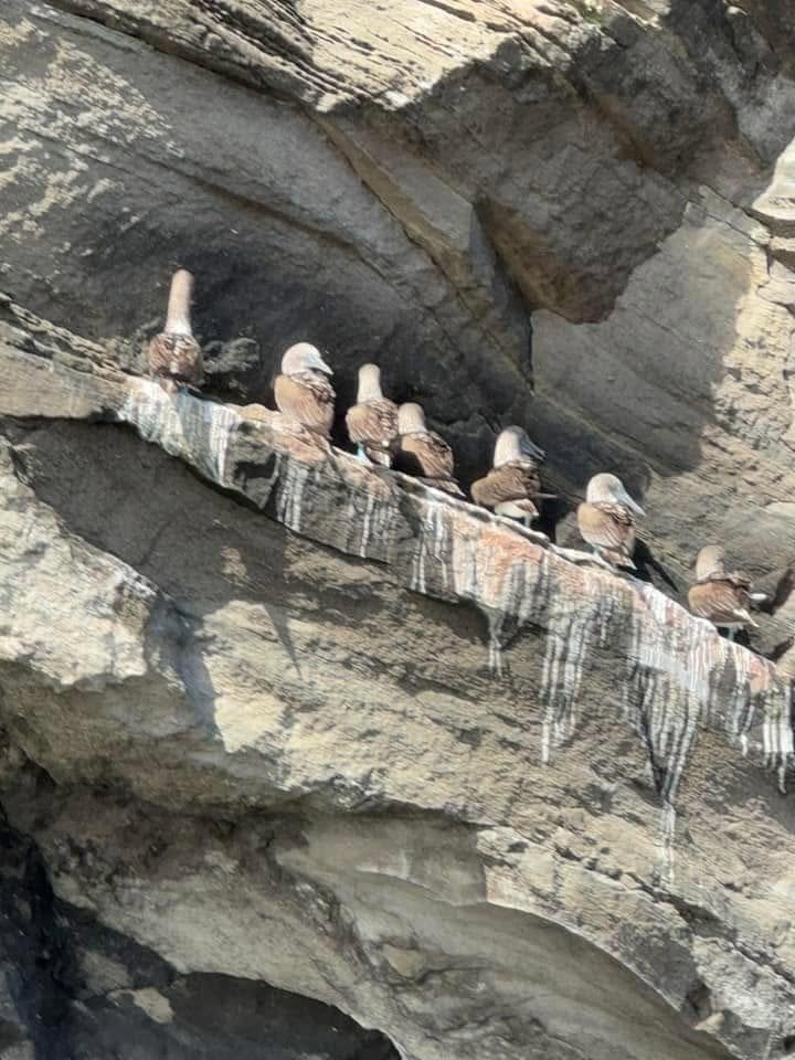 A row of Brown Noddy terns perched along the textured volcanic cliffside