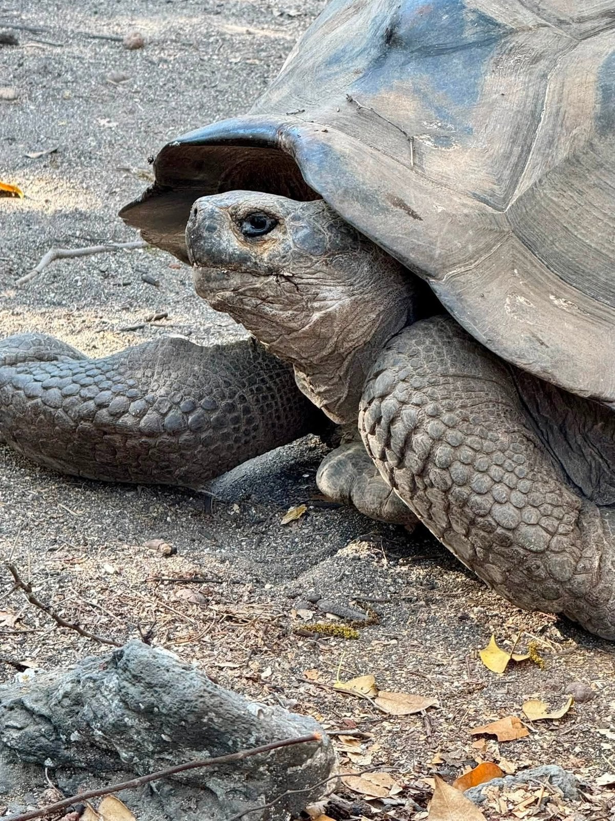 Close-up portrait of an ancient Giant Galapagos Tortoise looking out from beneath its heavy shell