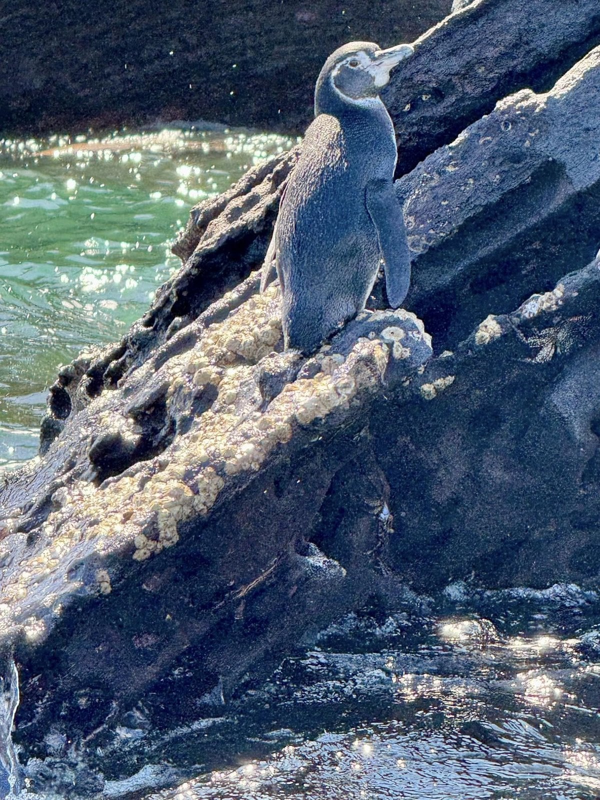 Endangered Galapagos penguin standing on dark volcanic rock above sparkling turquoise water