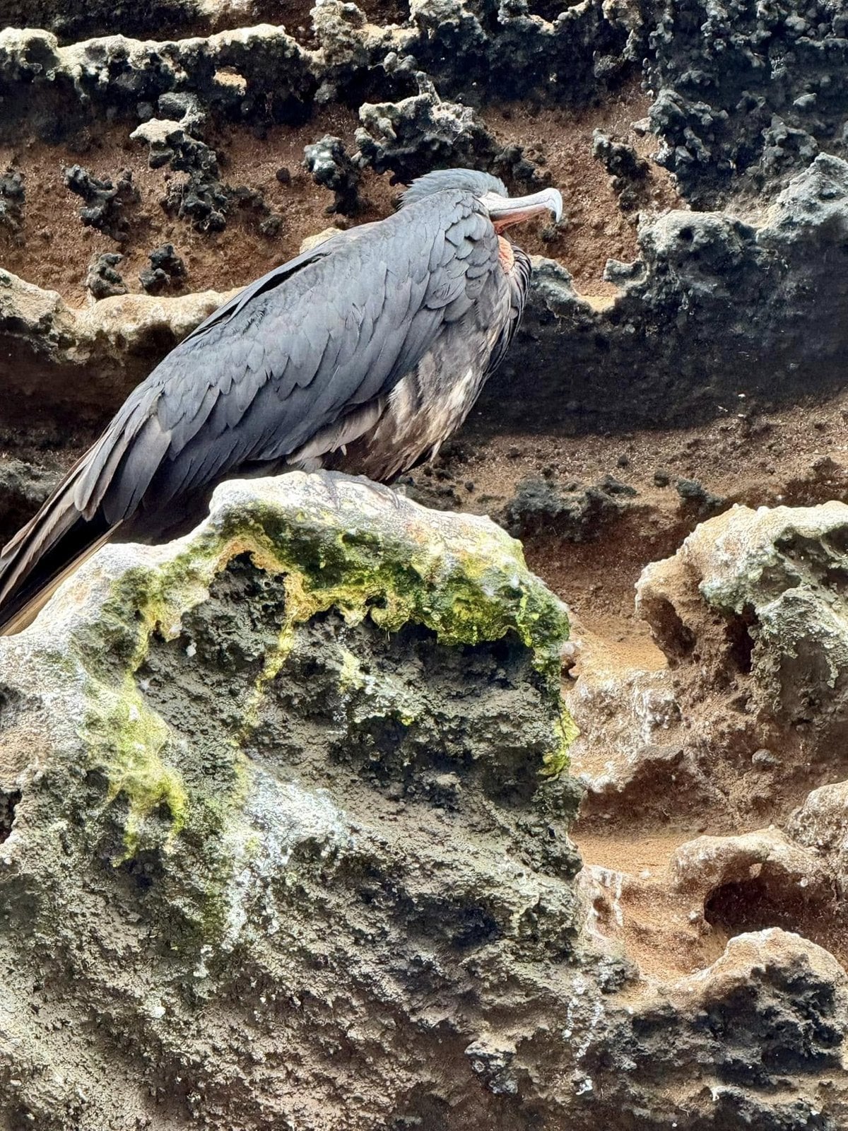 Rare endemic Flightless Cormorant perched on a volcanic rock ledge at Punta Vicente Roca