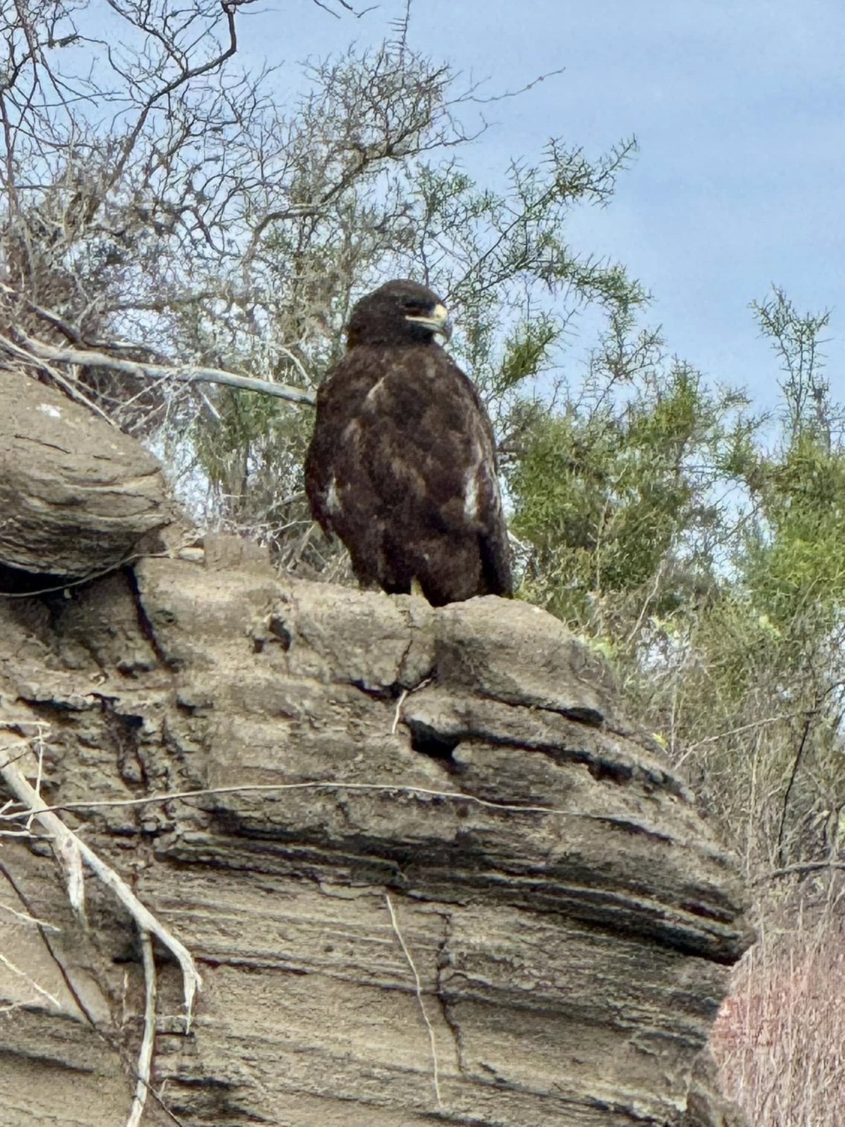 Endemic Galapagos Hawk perched majestically on a weathered volcanic cliff at Puerto Egas