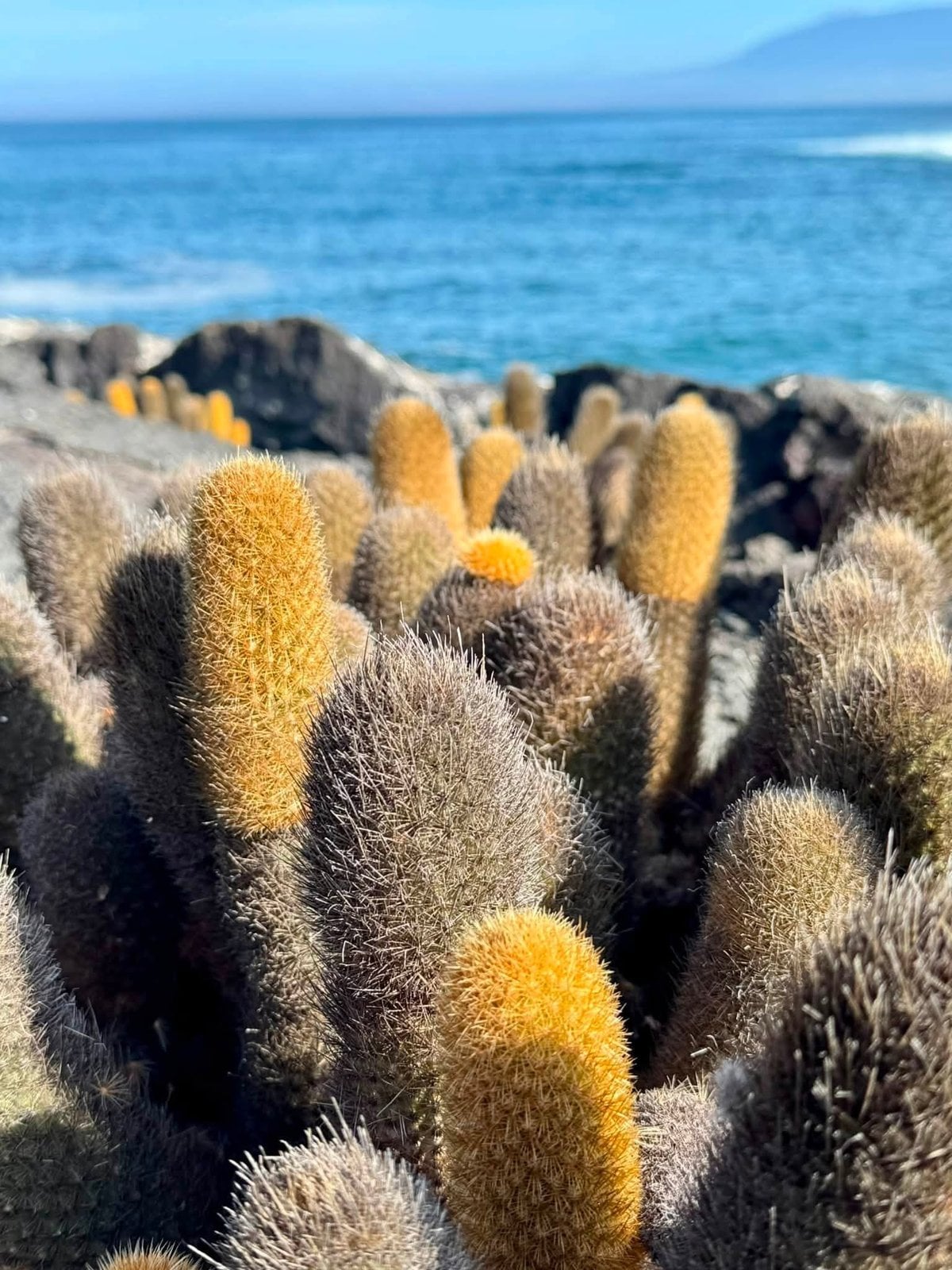 Pioneer species: endemic yellow-tipped Galapagos lava cactus thriving in ancient lava fields
