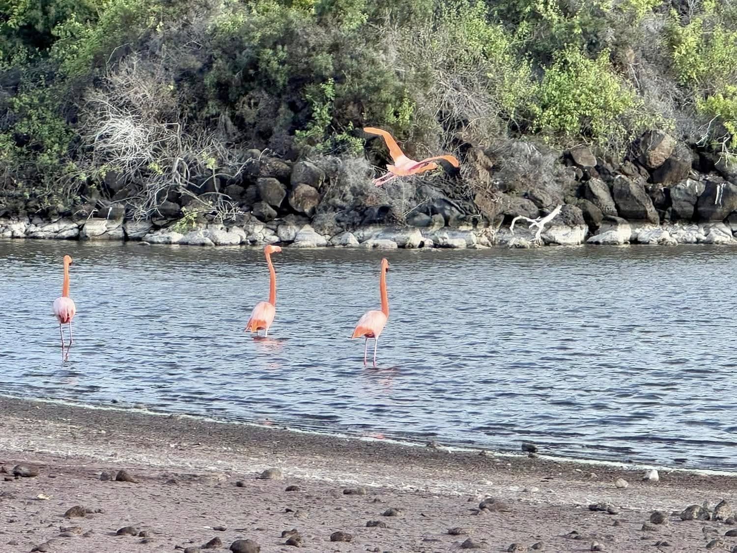 Flamingos taking flight across the tranquil coastal lagoon on Rabida Island