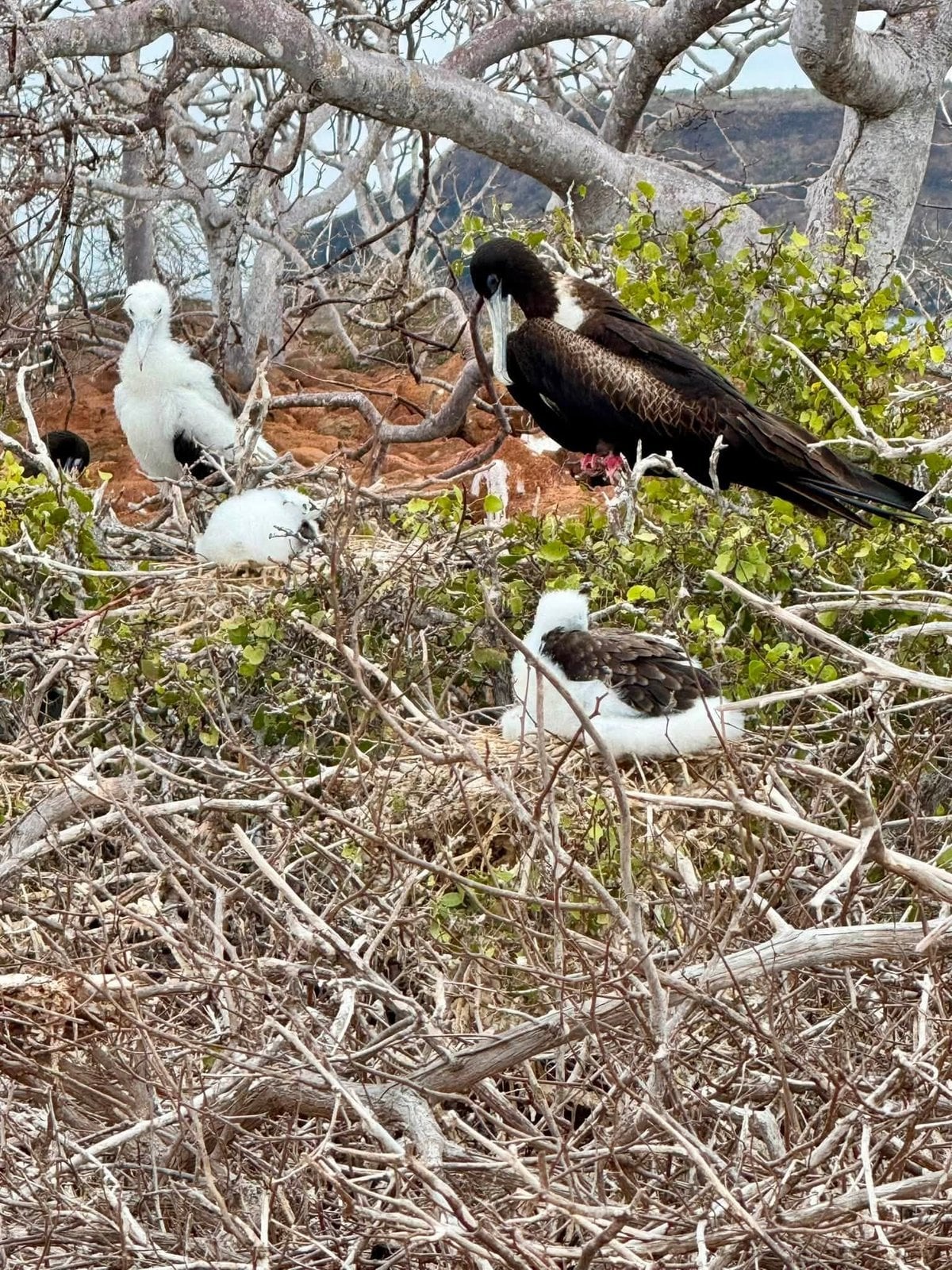 Magnificent frigatebirds and boobies nesting side by side in the arid coastal scrub