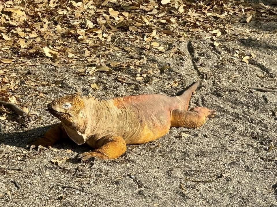 Large golden yellow Galapagos land iguana walking across the sandy trail at Urbina Bay