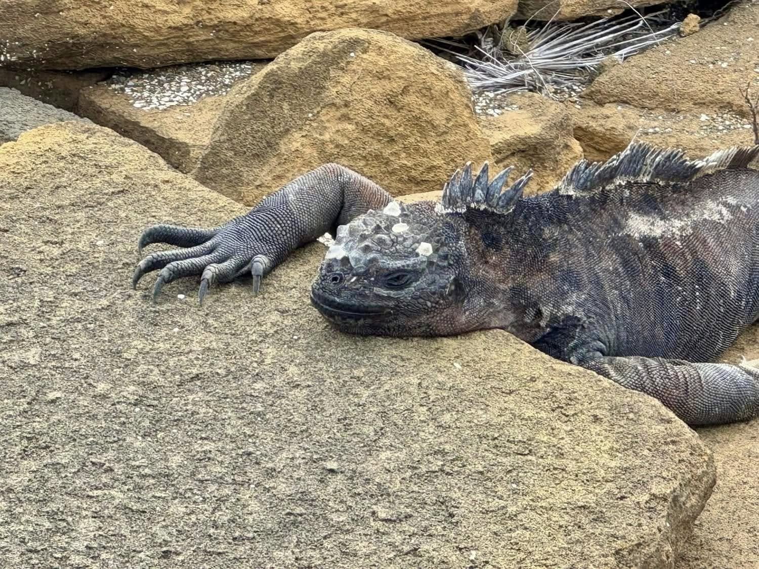 Prehistoric-looking Galapagos marine iguana warming up after foraging on underwater marine algae