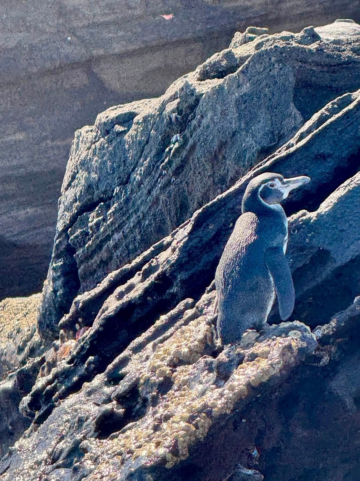 A cute Galapagos penguin standing proudly on a rugged volcanic outcrop