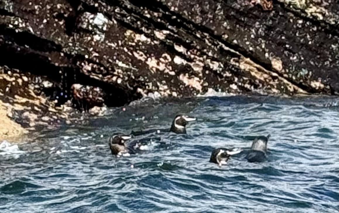 A group of Galapagos penguins swimming together in the clear waters off Isabela Island