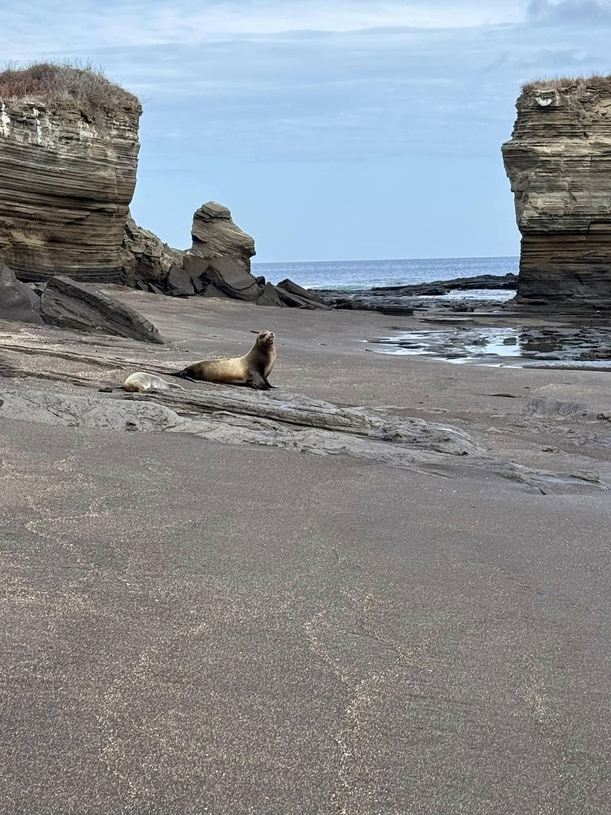 A Galapagos sea lion resting peacefully on the sculpted volcanic beach at Puerto Egas