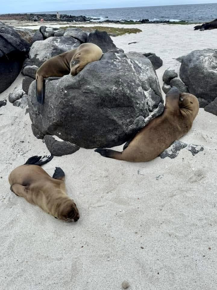 Playful Galapagos sea lions napping on pristine white coral sand