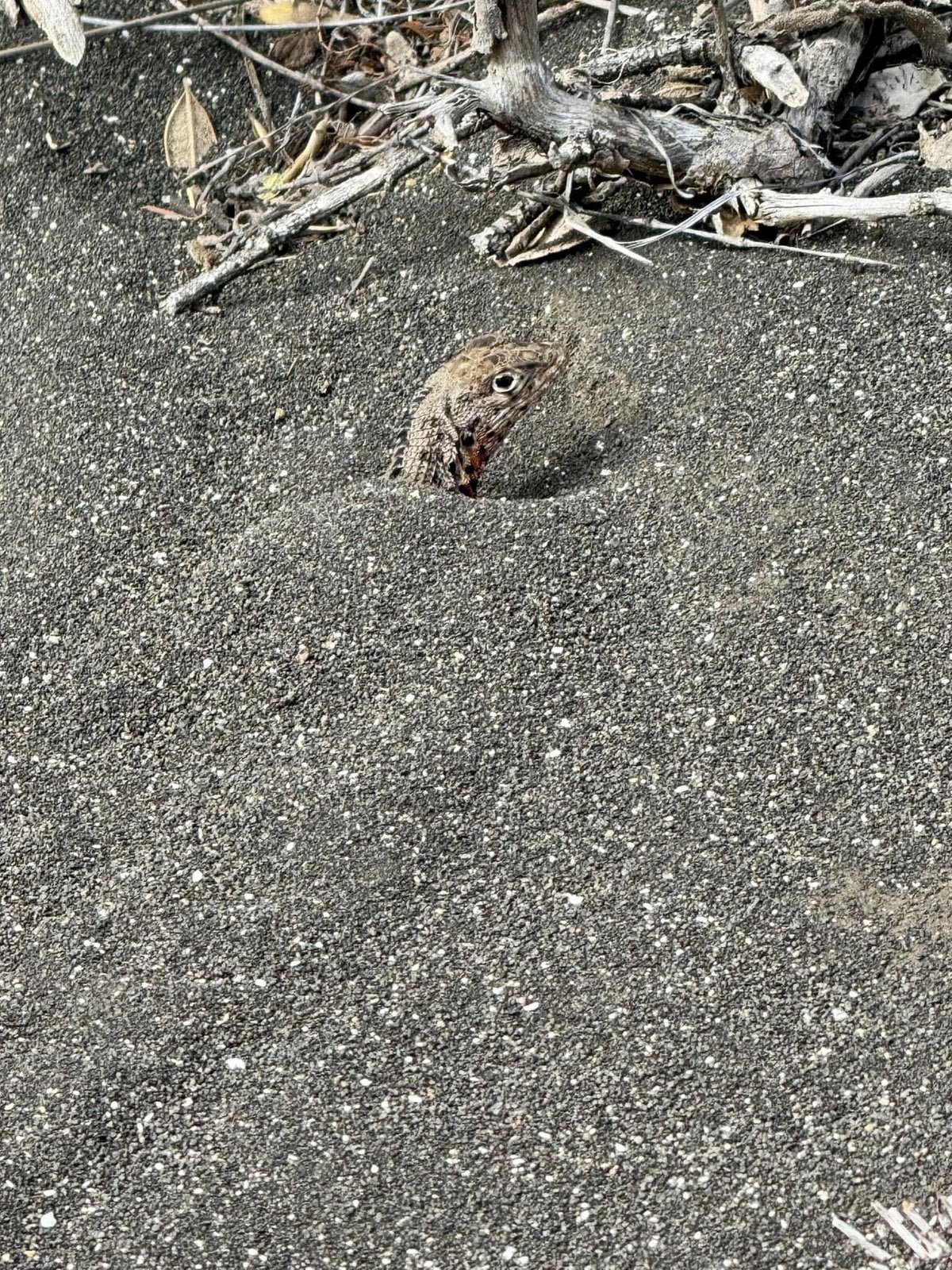 A camouflaged crab peeking out from its burrow in the dark volcanic sand