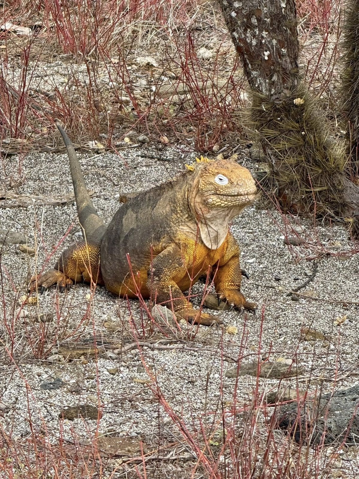 Wild Galapagos land iguana resting in the shade of coastal vegetation at Urbina Bay