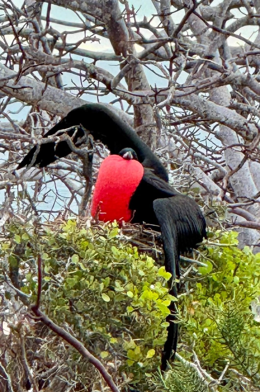 Male Magnificent Frigatebird inflating its crimson red throat pouch in coastal trees