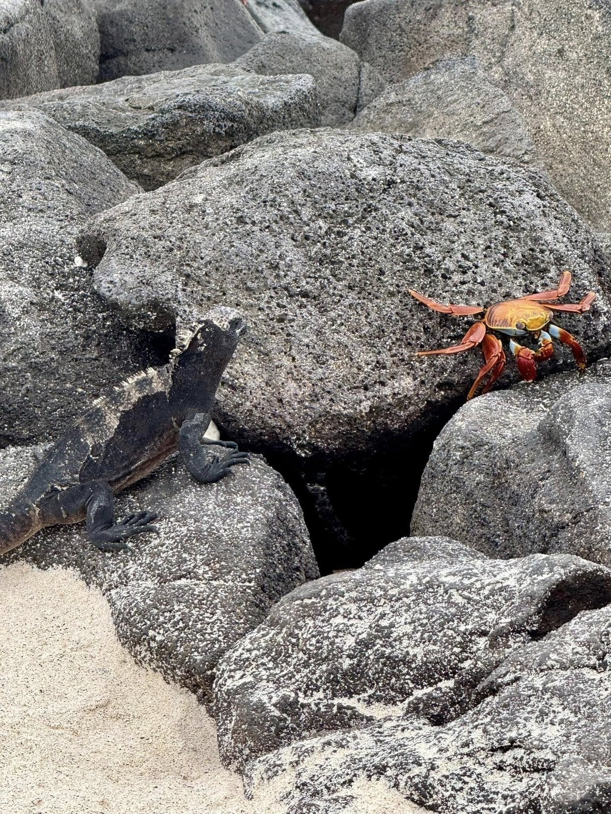 Classic Galapagos symbiosis: a marine iguana and Sally Lightfoot crab side by side