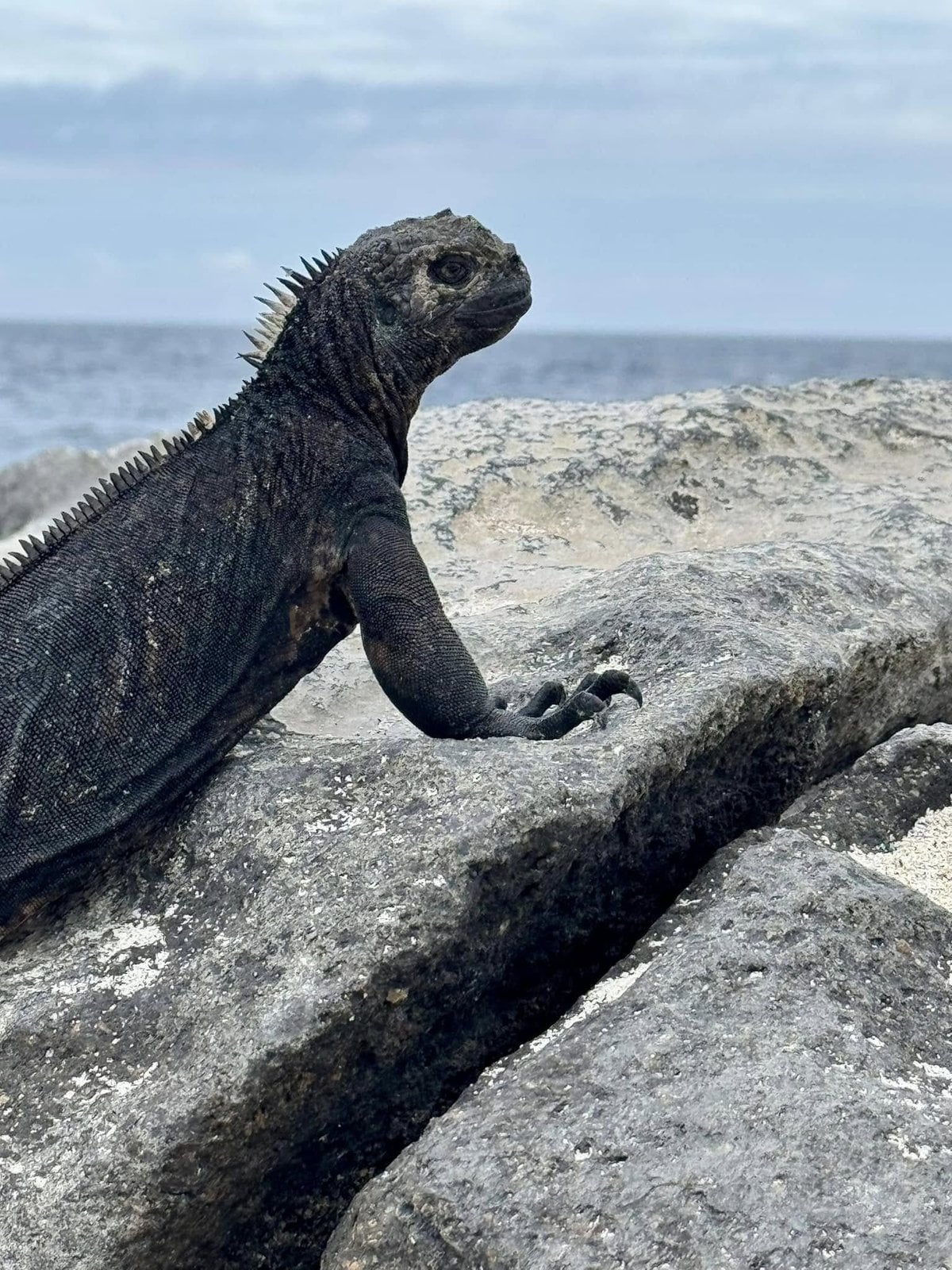 Close-up profile of a Galapagos marine iguana overlooking the Pacific surf