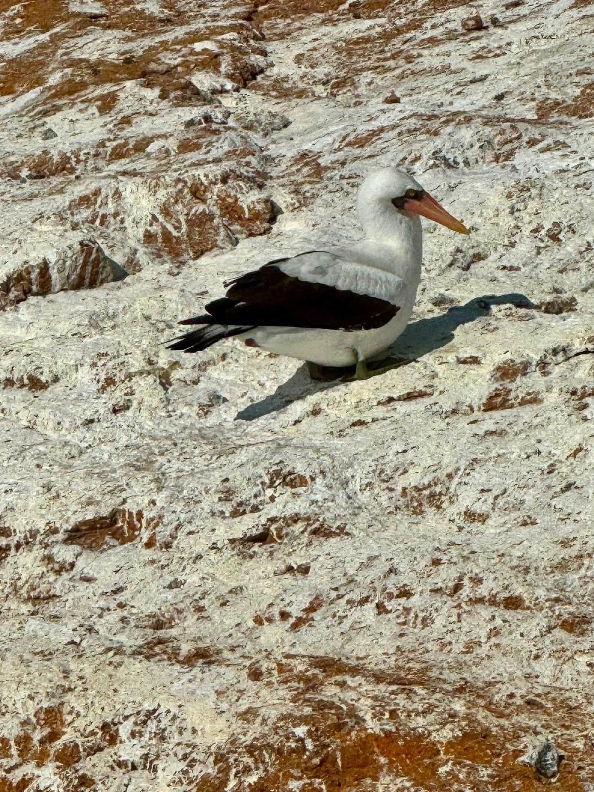 A striking Masked (Nazca) Booby tending its nest on the island plateau