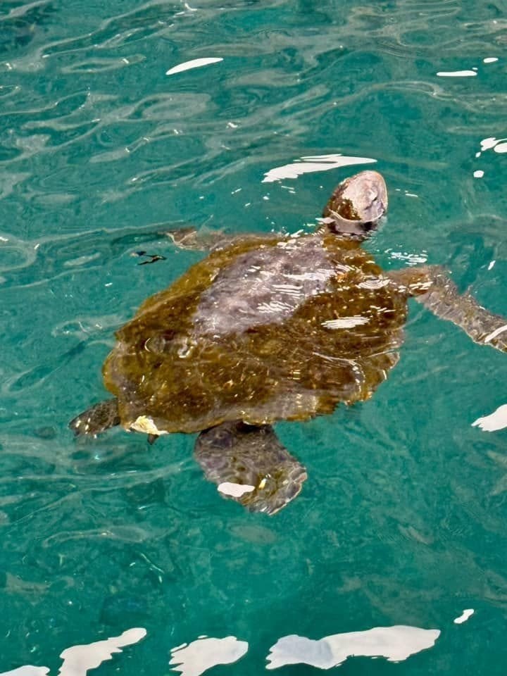 Pacific green sea turtle gliding effortlessly through the crystal-clear emerald waters of the Galapagos