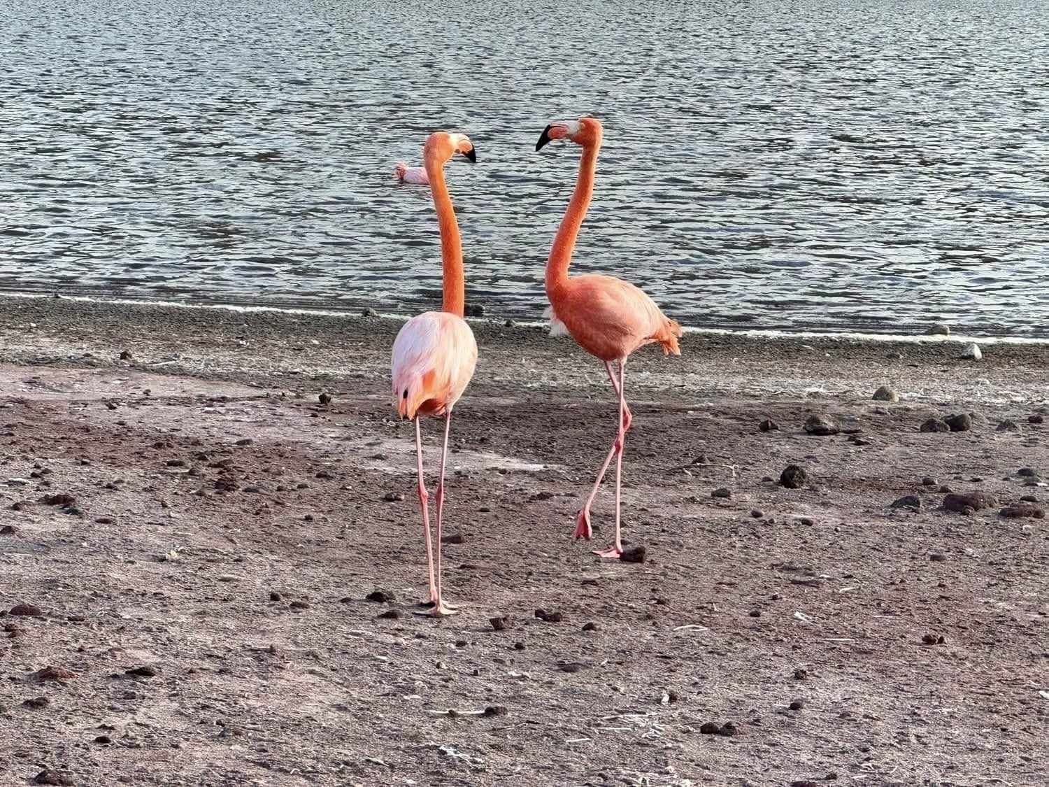 A pair of vibrant pink flamingos mirroring each other on Rabida Island