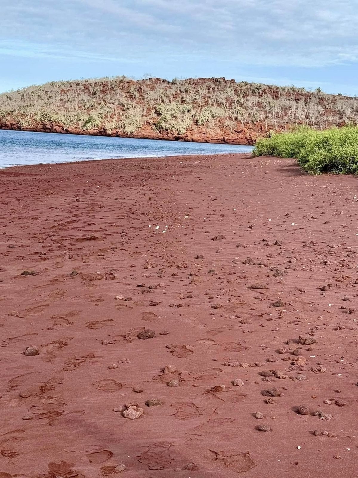 Crimson red volcanic sand beach meeting turquoise waters and green mangroves on Rabida Island