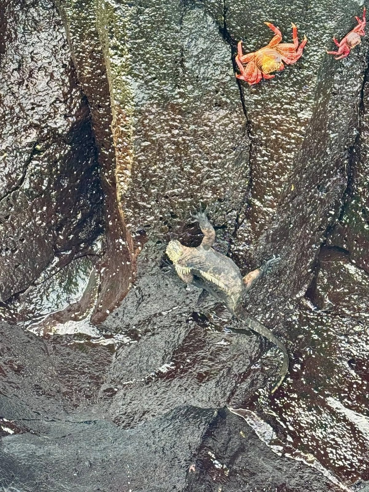 Spotting wildlife camouflaged against the wet volcanic rock faces