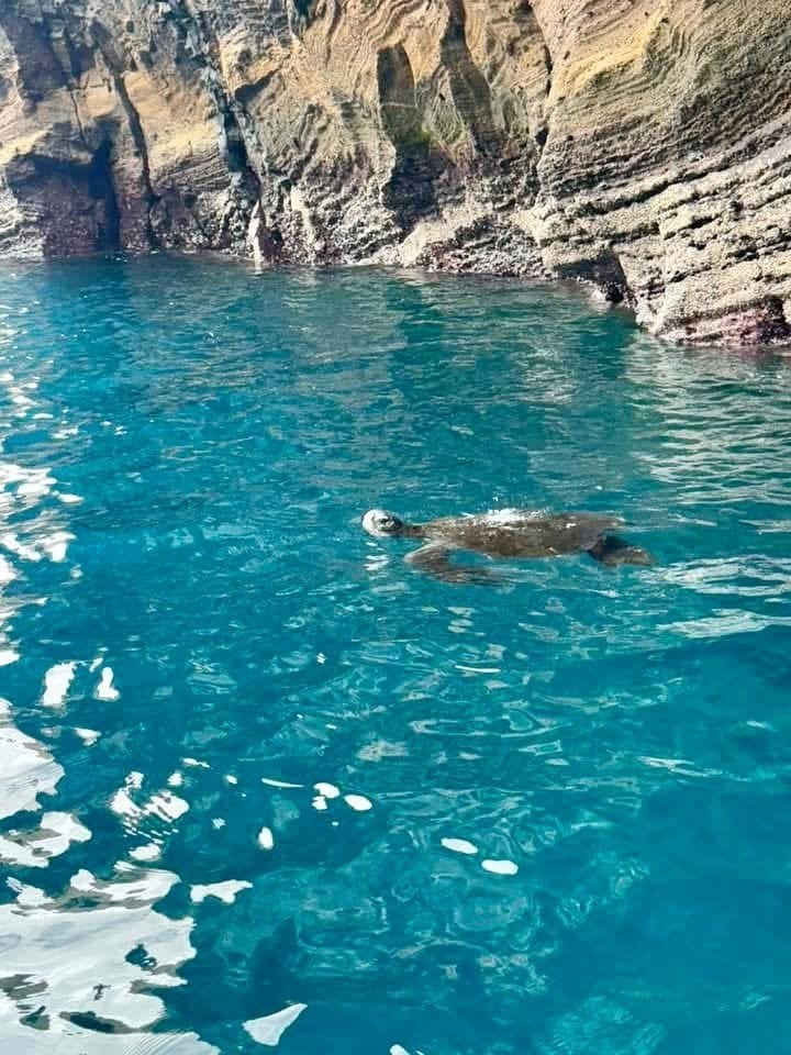 Pacific green sea turtle floating in a neon turquoise cove beneath sheer volcanic cliffs at Punta Vicente Roca