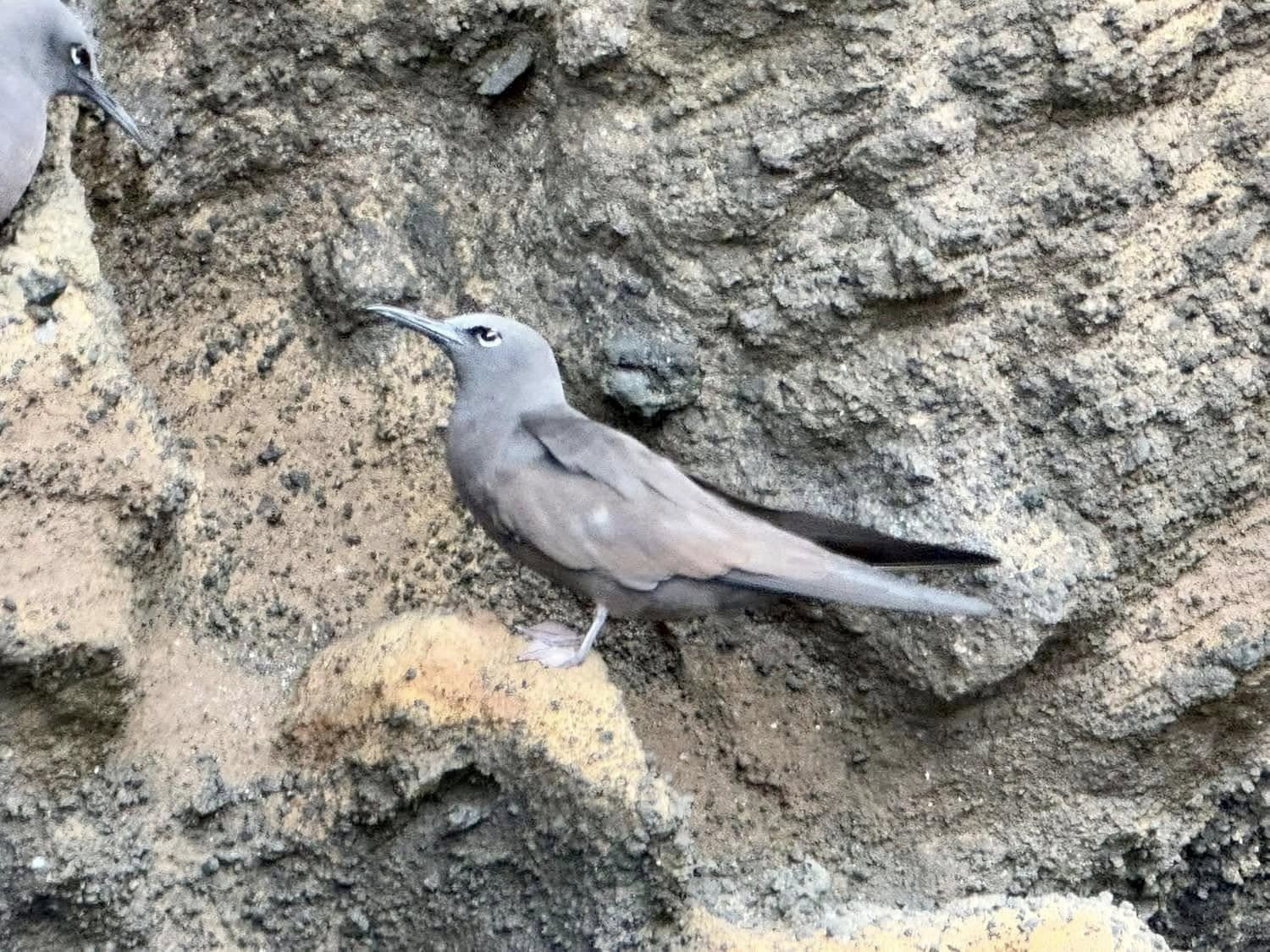 Endemic Galapagos seabird resting on the rocky volcanic shoreline