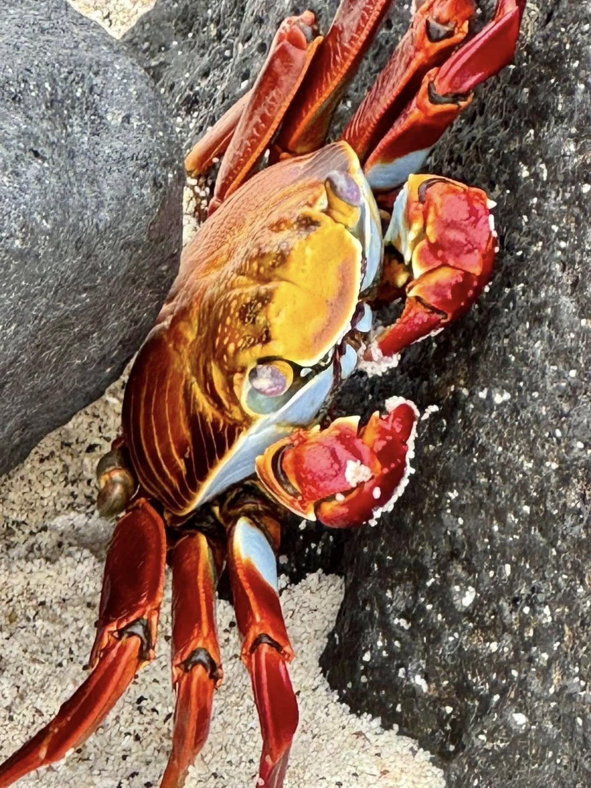 Striking red and orange Sally Lightfoot crab clinging to dark basalt lava rock