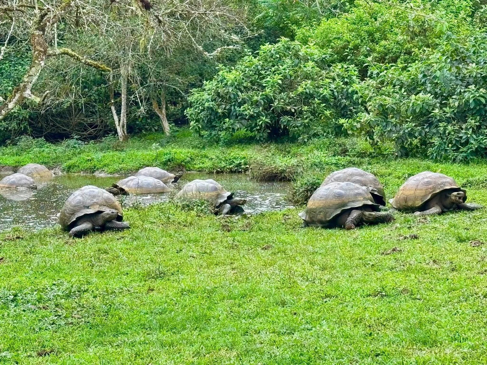 Wild Giant Galapagos Tortoises grazing and soaking in a lush green highland pond
