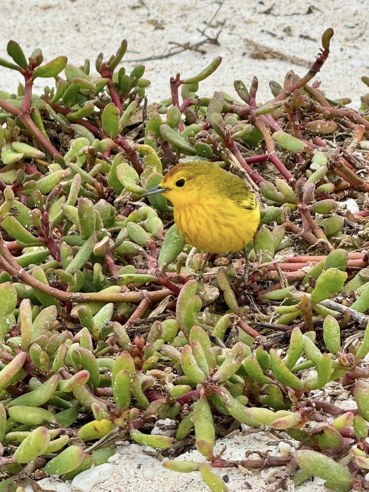 Bright Galapagos yellow warbler perched among vibrant coastal succulents