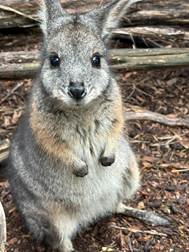 Wildlife and Nature Experiences in the Adelaide Hills