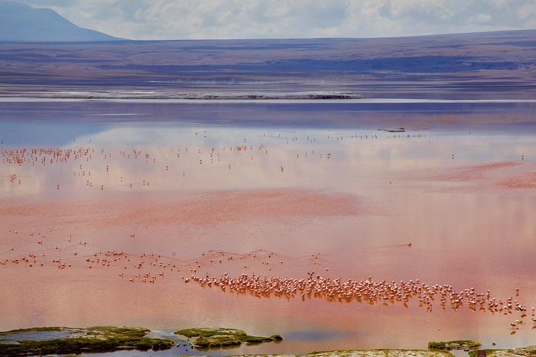 Laguna Colorada Mineral Lagoon and Wild Flamingos
