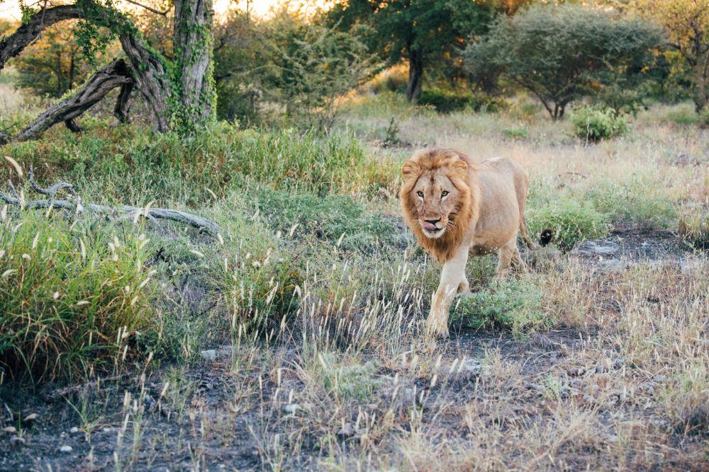 Black-Maned Kalahari Lion