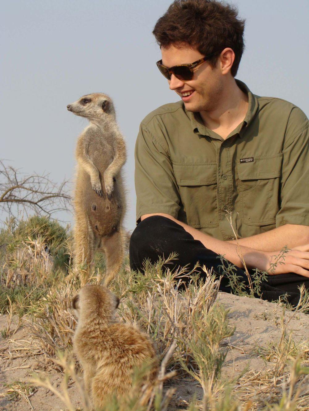 Habituated Meerkat Encounter