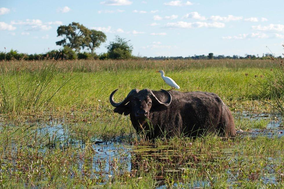 Cape Buffalo Herd