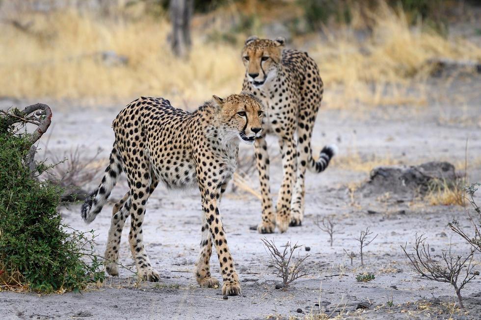 Cheetah on Termite Mound