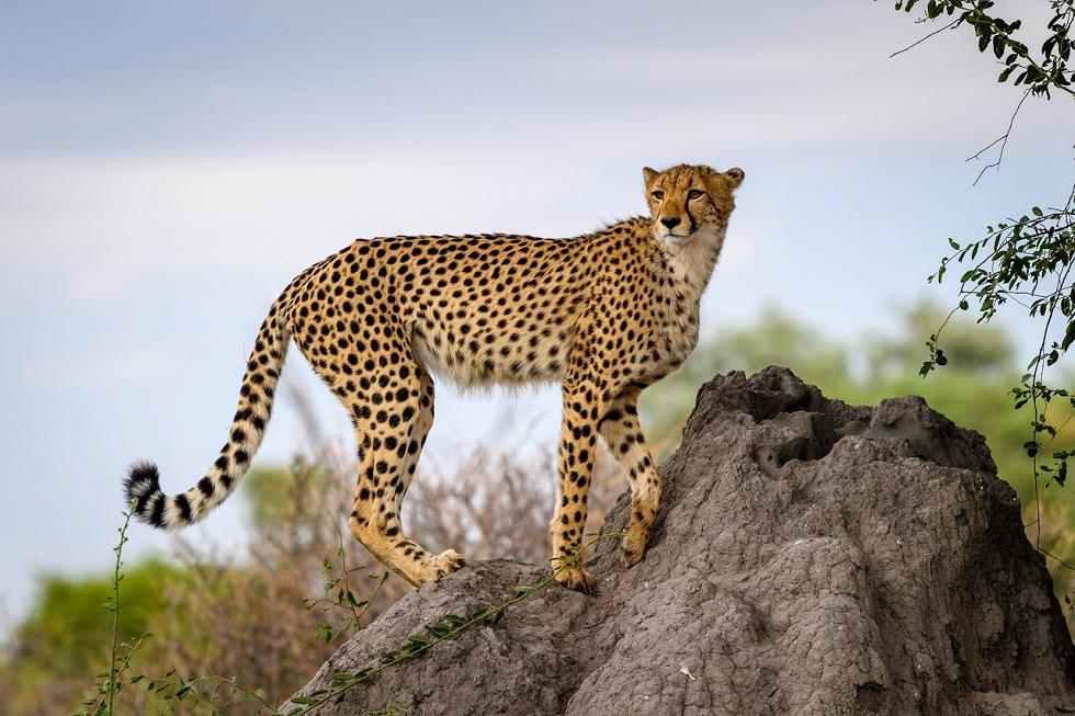 Wild Cheetah Tracking