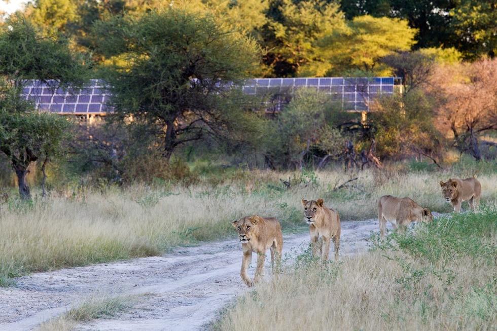 Lions on Chief's Island