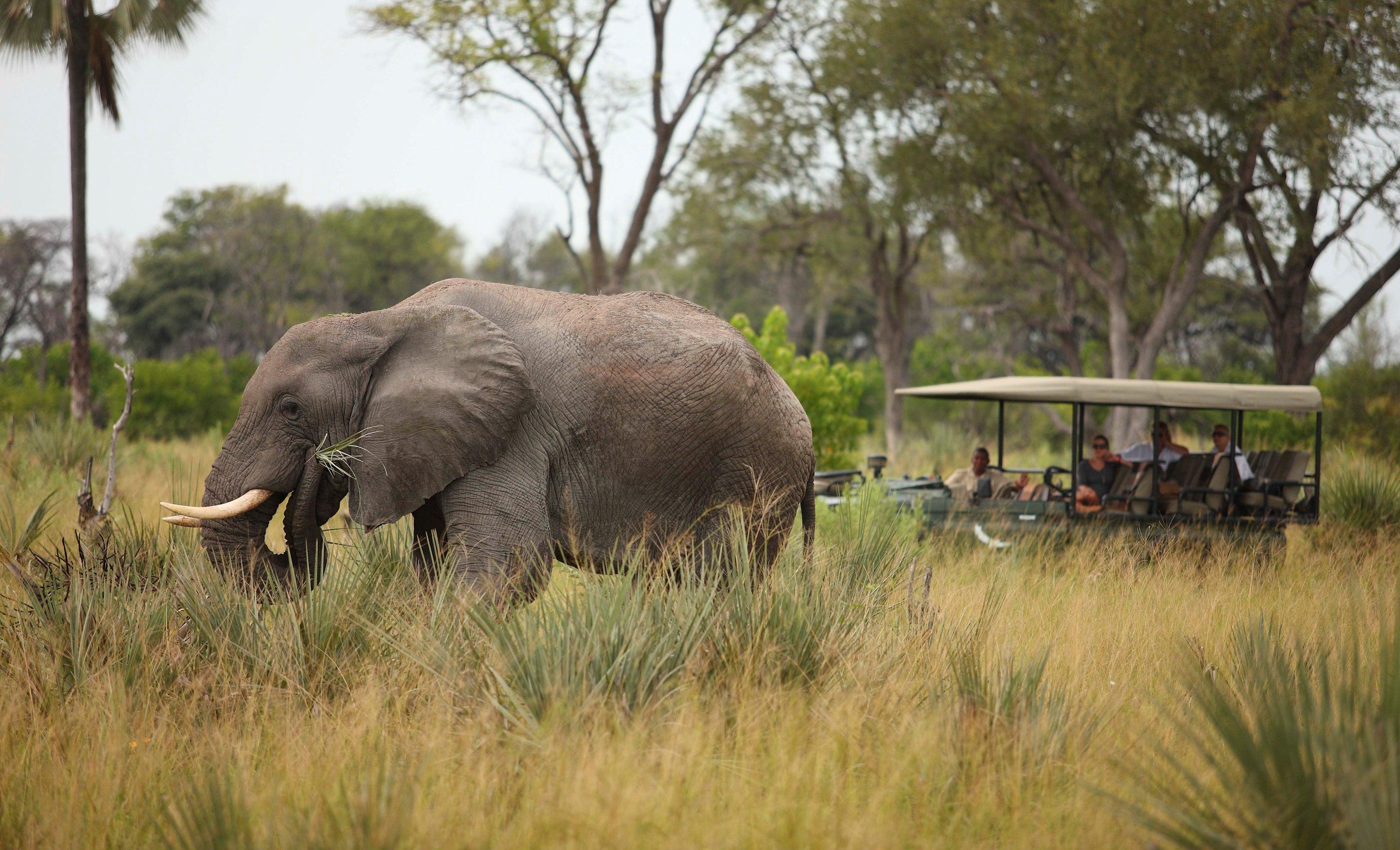 Elephants on Game Drive
