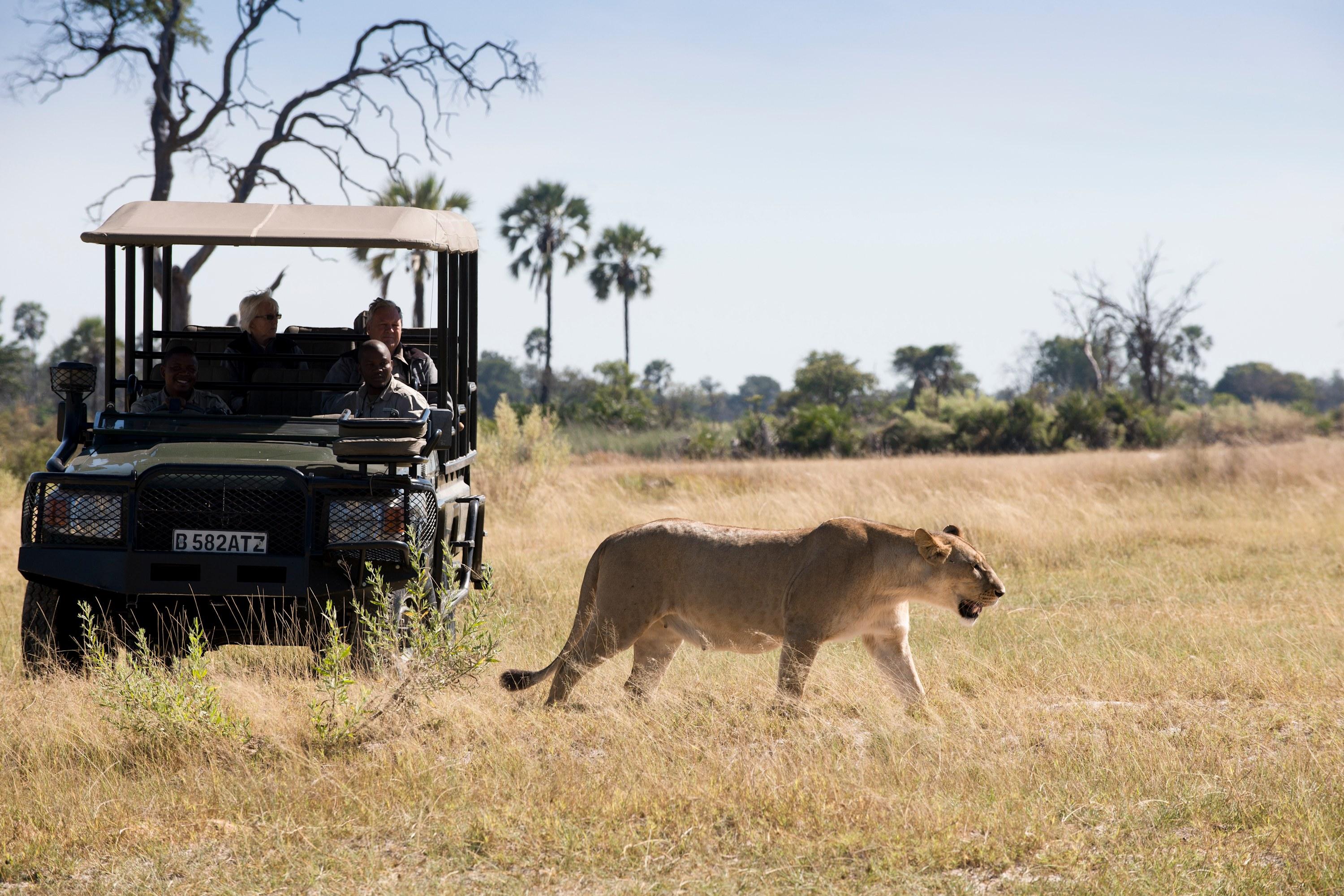 Lioness Tracking