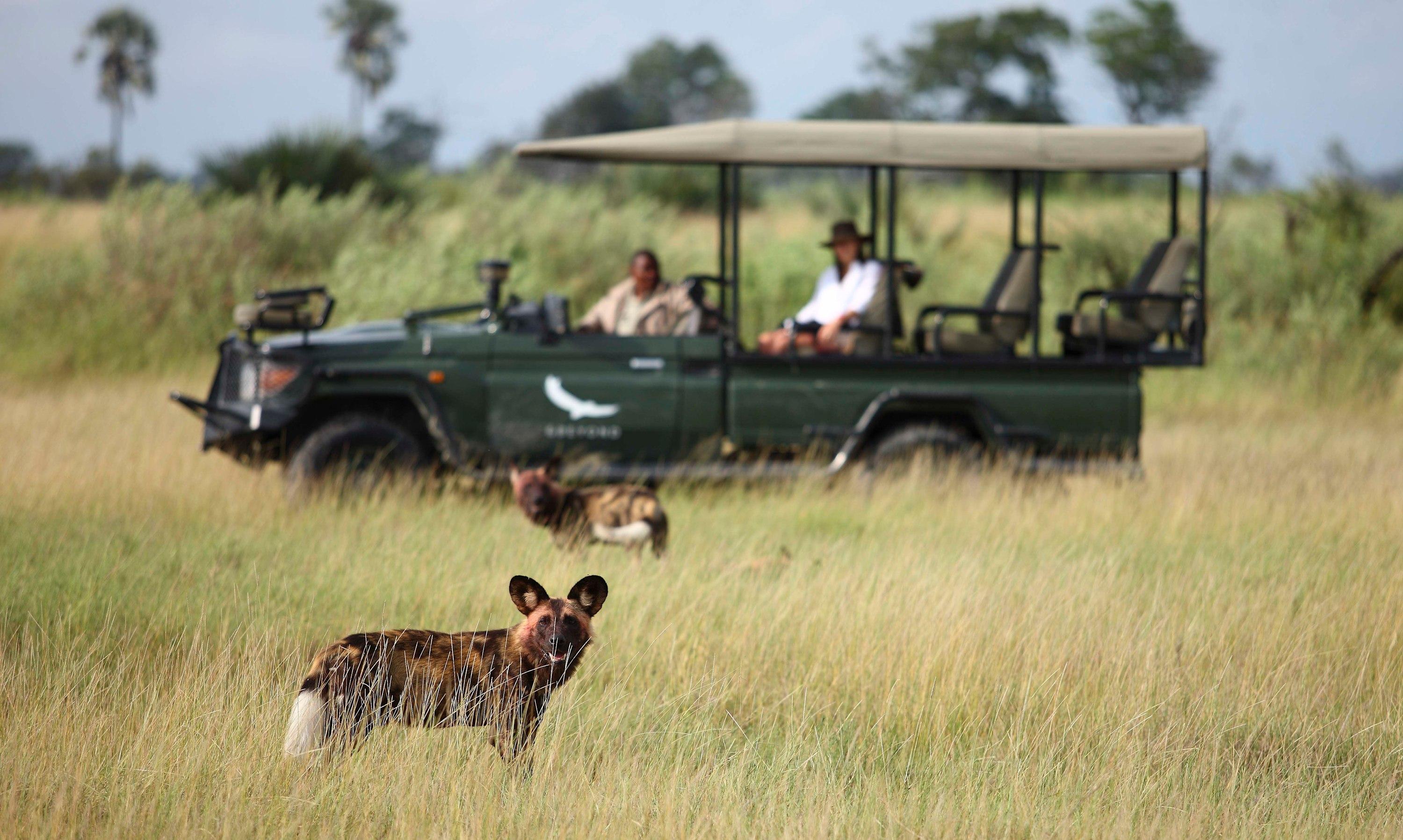 African Wild Dogs
