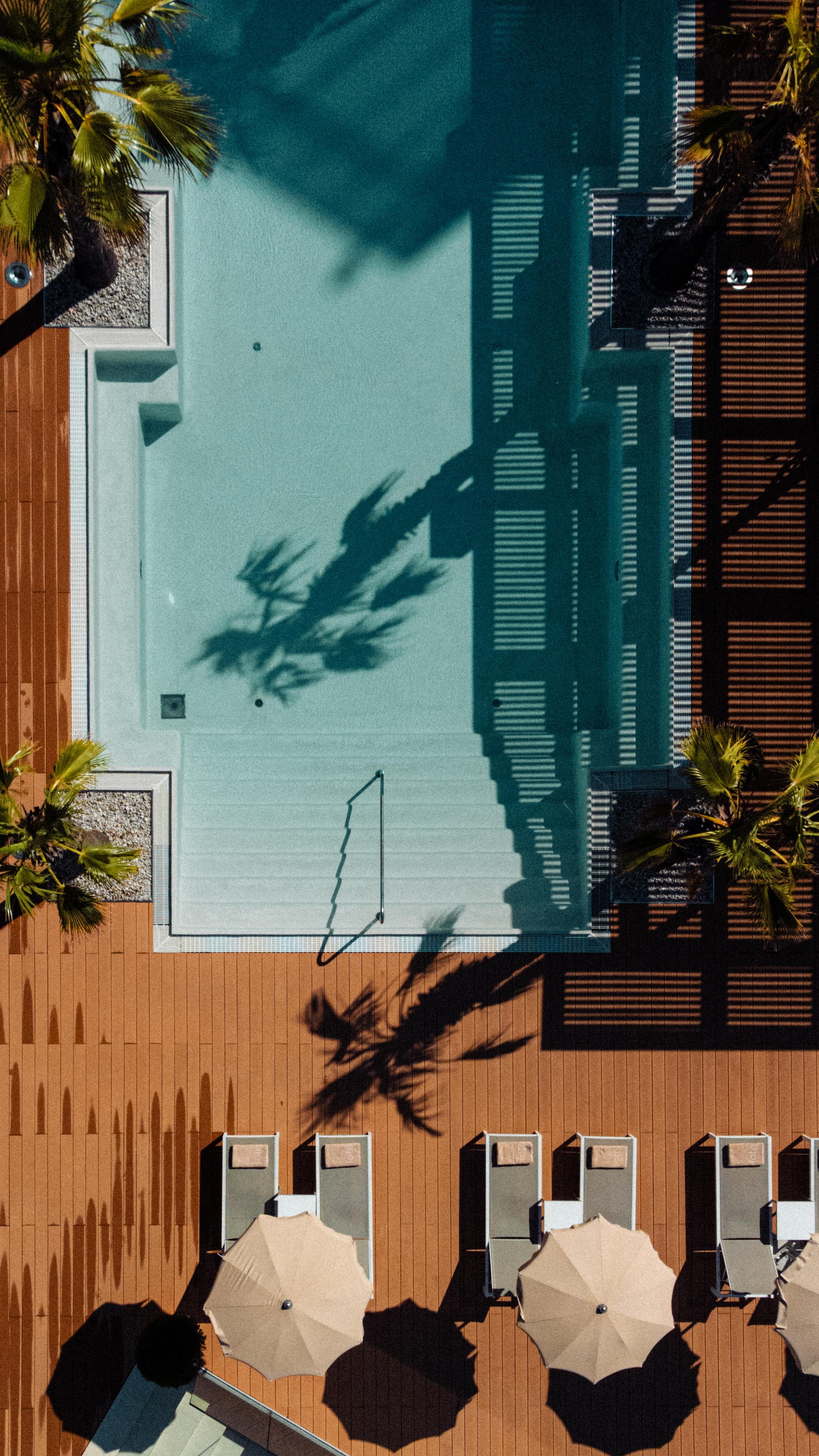 Outdoor resort swimming pool framed by palm trees