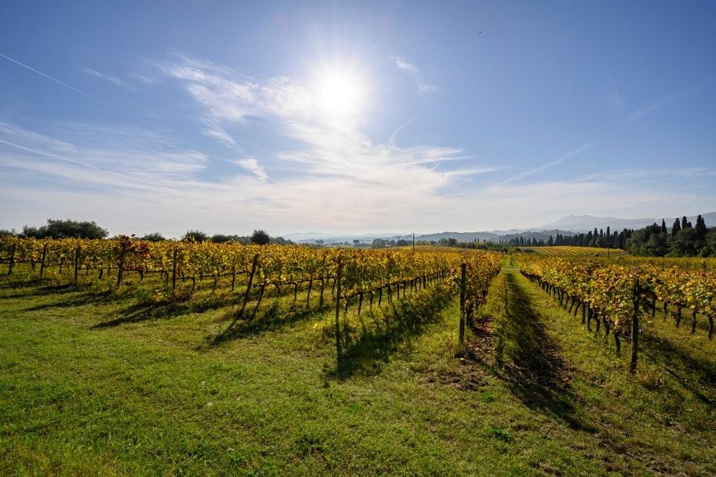 Private estate vineyards and cypress trees surrounding Precise Tale Poggio Alla Sala near Montepulciano