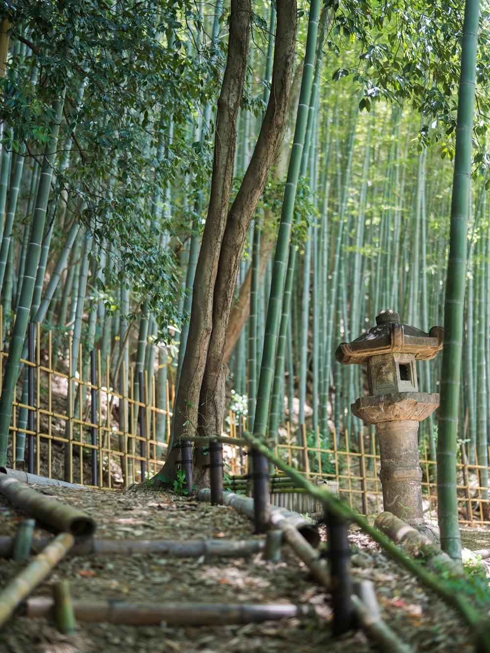Sacred Bamboo Garden and Forest Pathways in Higashiyama