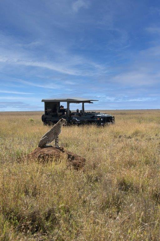 Cheetah Game Drive
