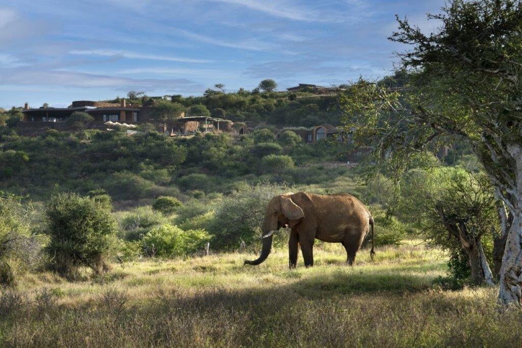 Elephant Herd from Lodge
