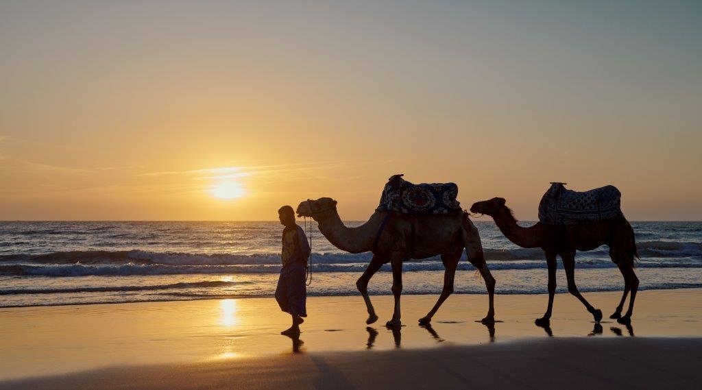 Sunset Camel Riding on Golden Taghazout Beach